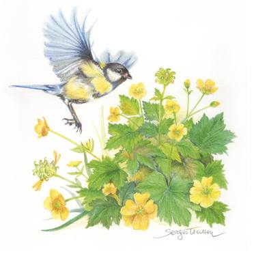 Original Nature Drawings by Sergio Trama