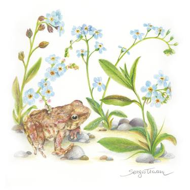 Water forget-me-not - Italian Stream Frog thumb