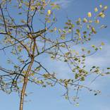Tree With Square Leaves by David  Lane