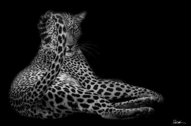 Original Fine Art Animal Photography by Derek Nielsen