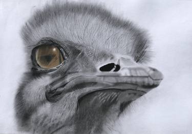 Wildlife Art Ostrich thumb