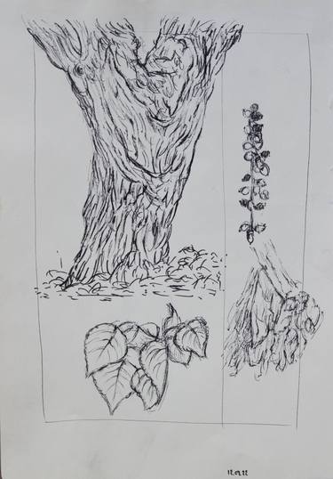 Original Figurative Botanic Drawing by Richi Sorókin