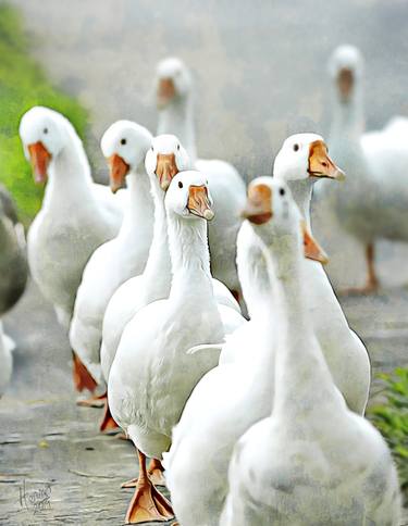 Behind the Flock thumb