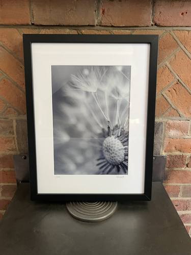 Original Black & White Botanic Photography by Quirky Junket