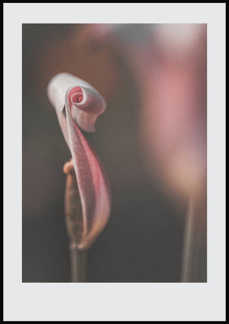 Original Modernism Botanic Photography by Quirky Junket
