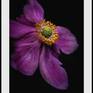 Japanese Anemone with a white border.