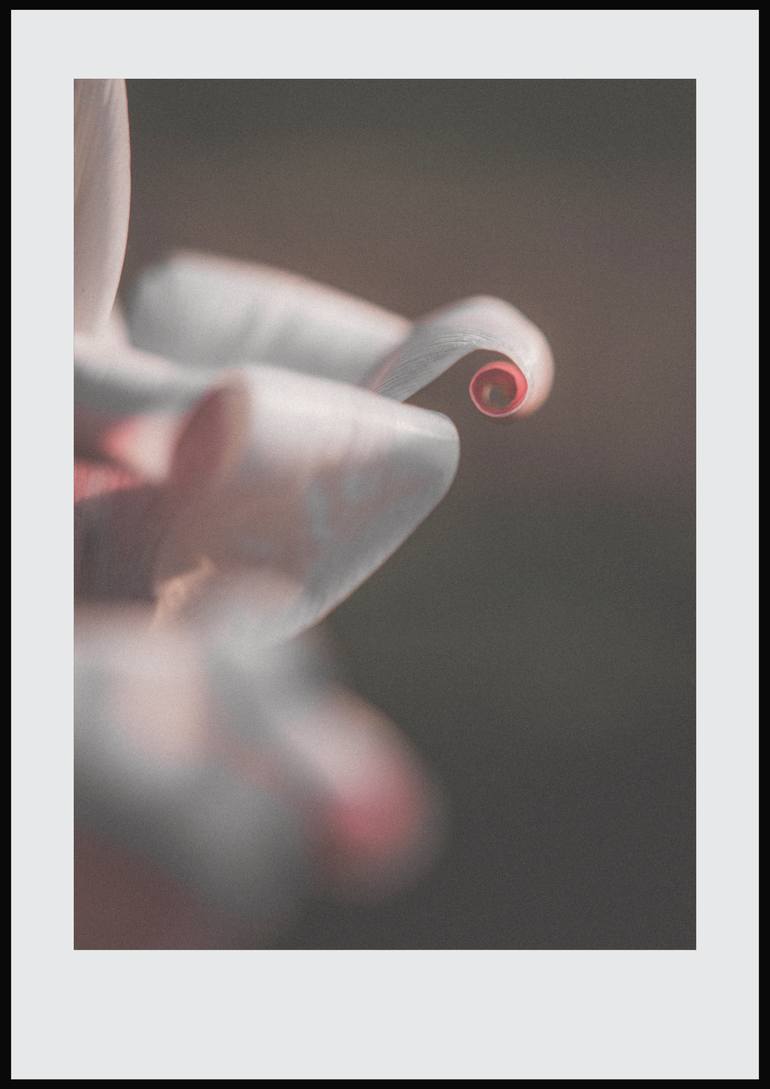 Original Contemporary Botanic Photography by Quirky Junket