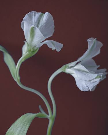 Print of Minimalism Floral Photography by Daria Senchikhina