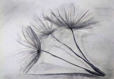 Original Fine Art Botanic Drawings by Yelena Rybalkina