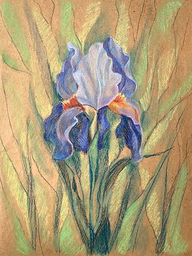 blue iris thumb