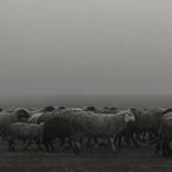 The sheep pass by the man by Elena Corbu