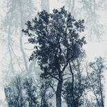 Crazy Forest by Elena Corbu