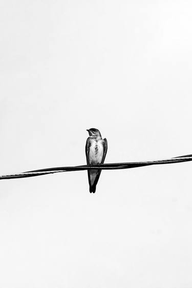 Print of Animal Photography by Rafael Benetti