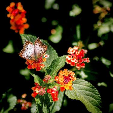 Print of Animal Photography by Rafael Benetti