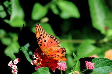 Print of Botanic Photography by Rafael Benetti