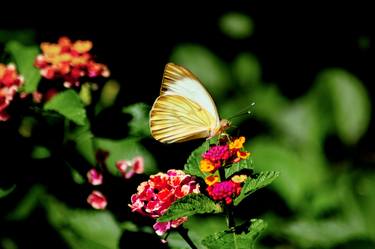 Print of Floral Photography by Rafael Benetti