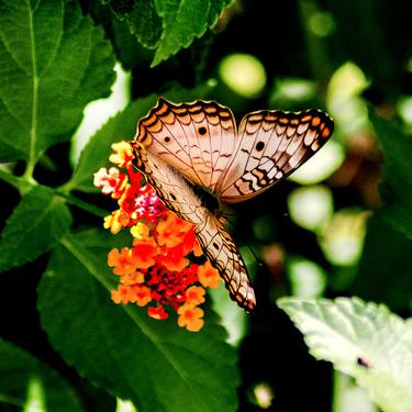 Print of Botanic Photography by Rafael Benetti