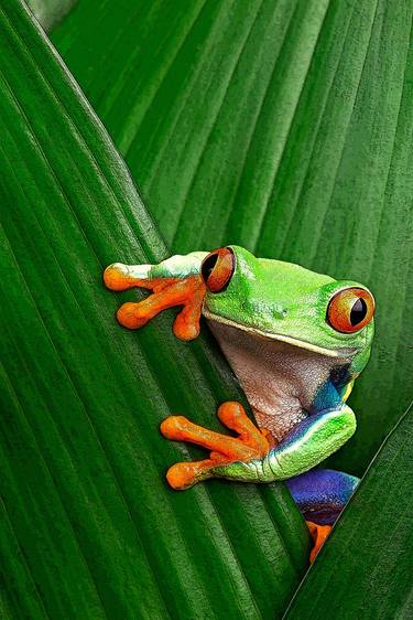 Original Conceptual Animal Photography by Rafael Benetti