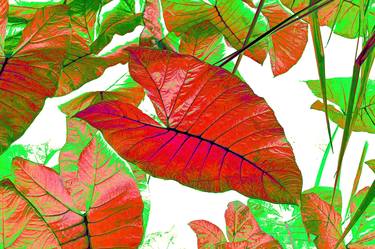Original Abstract Expressionism Botanic Photography by Rafael Benetti