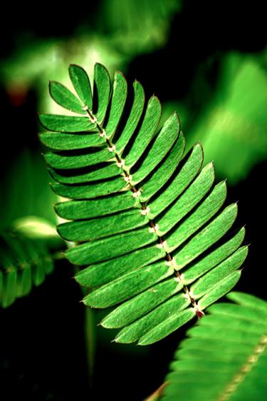 Print of Conceptual Botanic Photography by Rafael Benetti