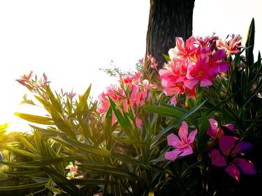 Print of Botanic Photography by Rafael Benetti