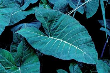 Original Conceptual Botanic Photography by Rafael Benetti