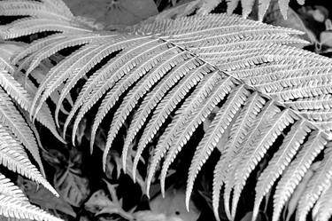 Original Conceptual Botanic Photography by Rafael Benetti