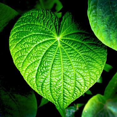 Original Conceptual Botanic Photography by Rafael Benetti