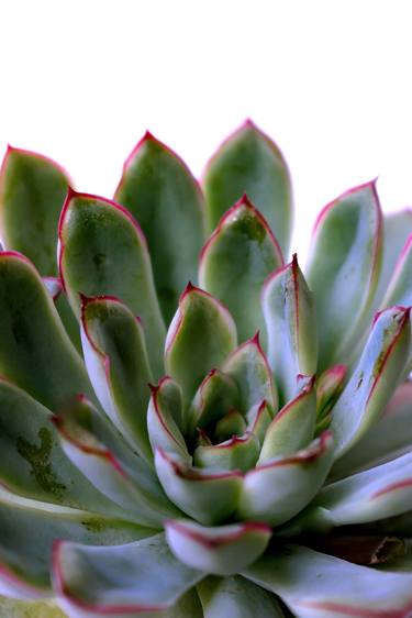 Original Conceptual Botanic Photography by Rafael Benetti