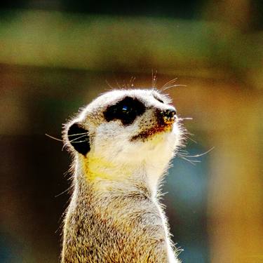 Original Conceptual Animal Photography by Rafael Benetti