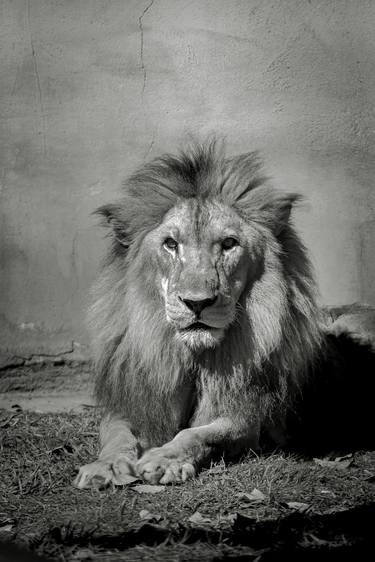 Original Animal Photography by Rafael Benetti