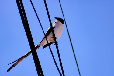 Original Conceptual Animal Photography by Rafael Benetti