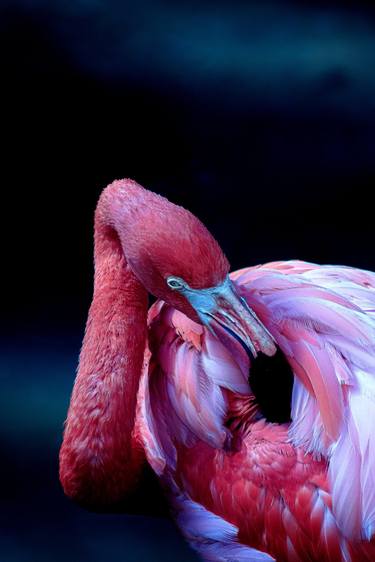 Original Animal Photography by Rafael Benetti