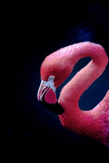 Original Conceptual Animal Photography by Rafael Benetti