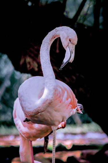 Print of Art Deco Animal Photography by Rafael Benetti