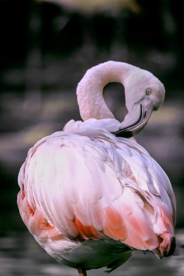 Print of Conceptual Animal Photography by Rafael Benetti