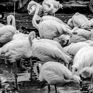 Collection Flamingos