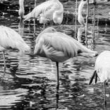 Collection Flamingos