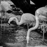 Collection Flamingos
