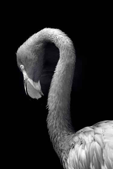 Print of Conceptual Animal Photography by Rafael Benetti