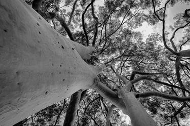 Print of Conceptual Tree Photography by Rafael Benetti