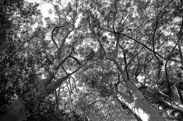 Print of Tree Photography by Rafael Benetti
