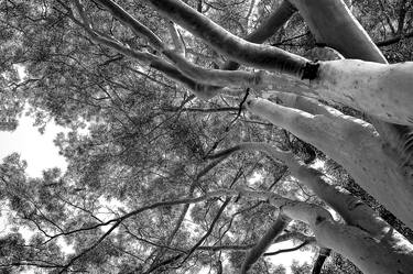 Print of Conceptual Tree Photography by Rafael Benetti