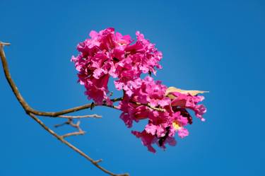 Print of Floral Photography by Rafael Benetti