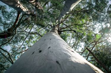 Print of Conceptual Tree Photography by Rafael Benetti