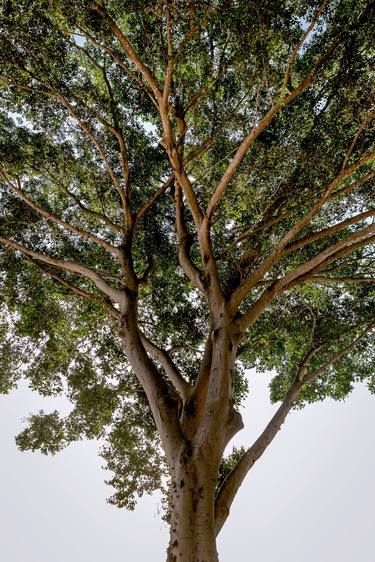 Print of Conceptual Tree Photography by Rafael Benetti