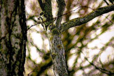 Print of Nature Photography by Rafael Benetti