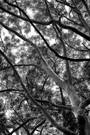 Original Tree Photography by Rafael Benetti