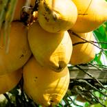 Collection Fruits and Vegetables
