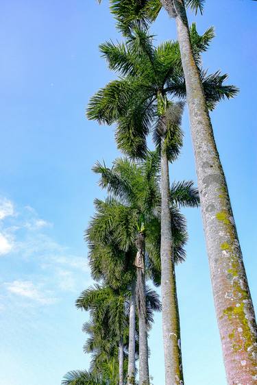 Original Conceptual Garden Photography by Rafael Benetti